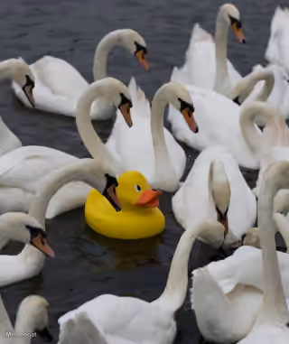 Rubber Duck Among Swans