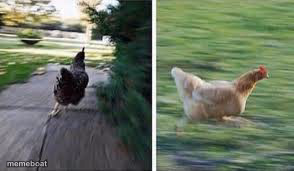 running chicken - meme generator image preview
