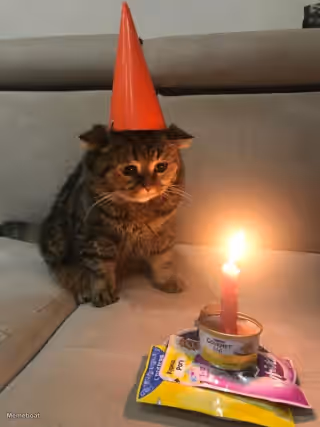 Sad Birthday Cat