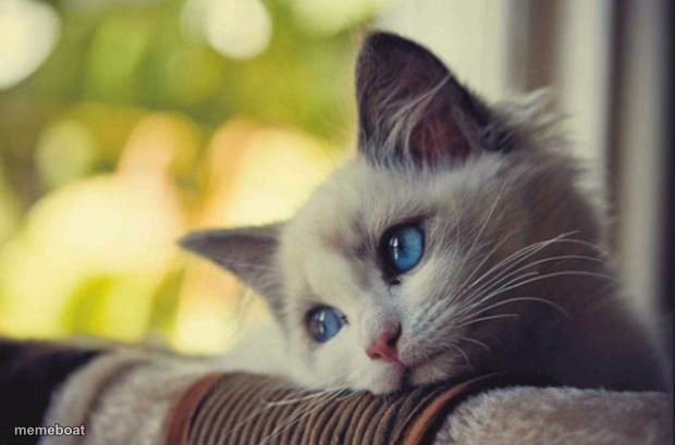 Sad cat - meme generator image preview