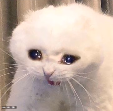 sad cat - meme generator image preview
