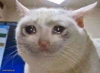 Sad cat - meme generator image preview