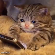 Sad Cat Looking At Phone - meme generator image preview