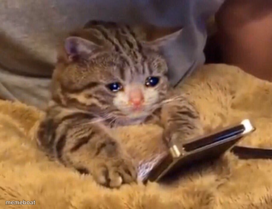 Sad cat phone - meme generator image preview