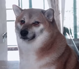 Sad Cheems