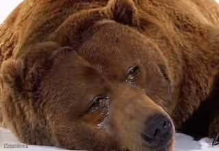 Sad Crying Bear