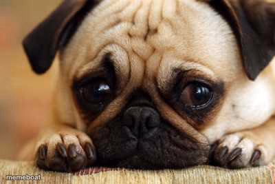 Sad Dog - meme generator image preview