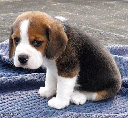 sad dog - meme generator image preview