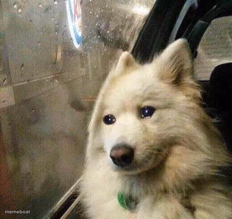 Sad dog - meme generator image preview