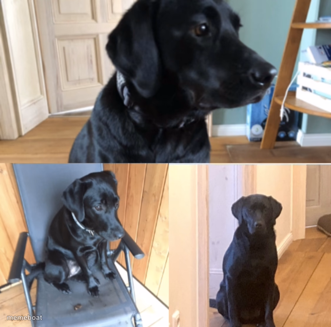 Sad doggo - meme generator image preview