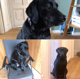 Sad doggo