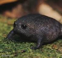 sad frog - meme generator image preview