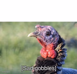 Sad gobbles