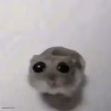 sad hamster