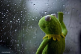 Sad Kermit