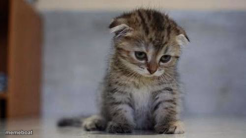 Sad kitten - meme generator image preview