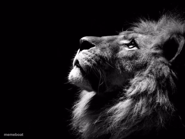 sad lion - meme generator image preview