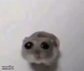 Sad mouse tiktok - meme generator image preview