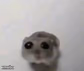 Sad mouse tiktok