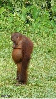 Sad orangutan - meme generator image preview