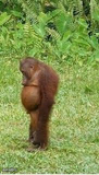 Sad orangutan