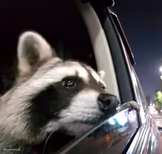 Sad Raccoon in Car