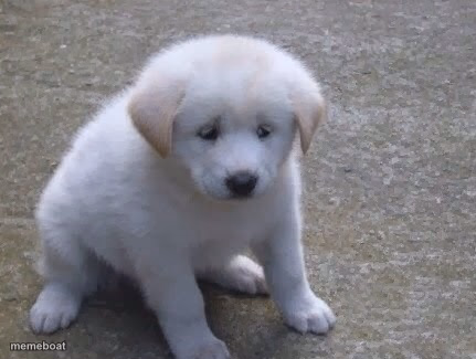 Sad, sad doggo :'( - meme generator image preview