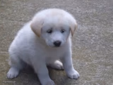 Sad, sad doggo :'(