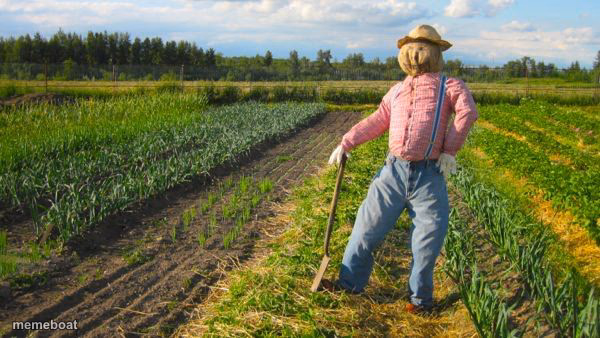 Scarecrow in field - meme generator image preview