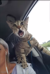 Scared cat
