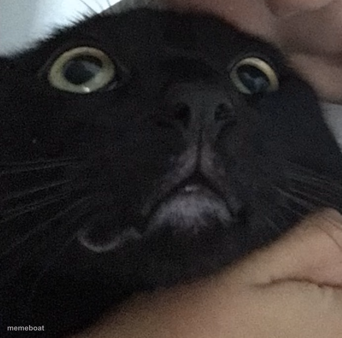 Scared cat - meme generator image preview