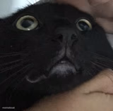 Scared cat