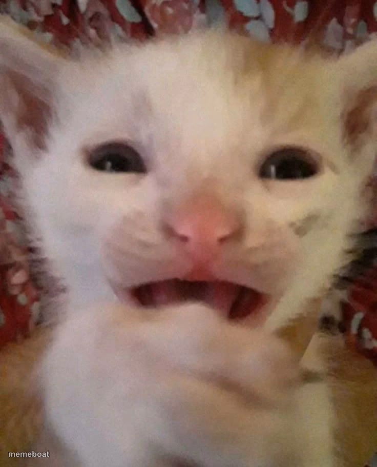 scared crying cat - meme generator image preview