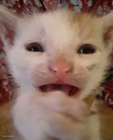 scared crying cat