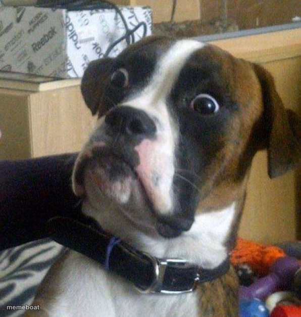 Scared dog - meme generator image preview