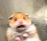 Scared Hamster