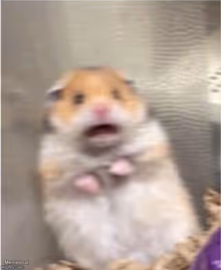 Scared Hamster