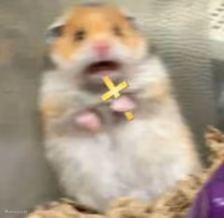 Scared Hamster With Cross