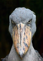 Scary bird