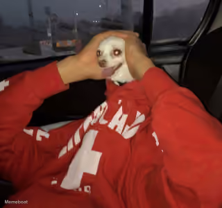 Scary Chihuahua Face