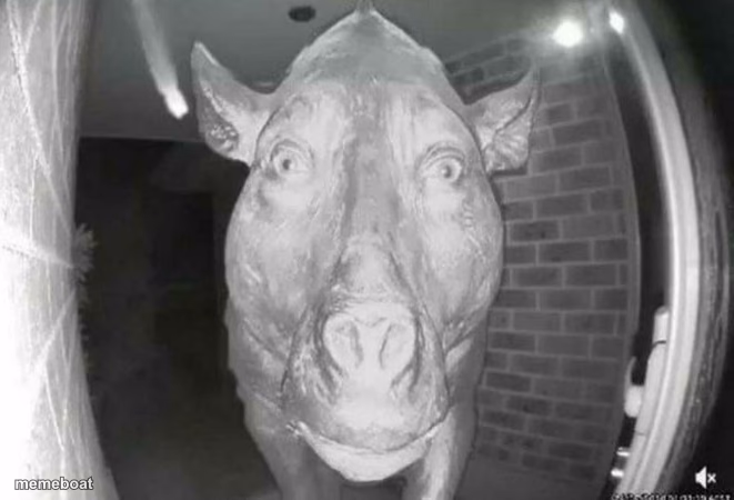 scary pig thing - meme generator image preview