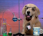 Science Dog