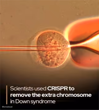 Scientists Used CRISPR to Remove the Extra Chromosome in Down Syndrome