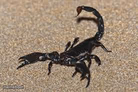 Scorpions