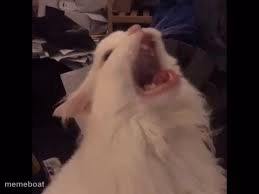 Screamin cat - meme generator image preview
