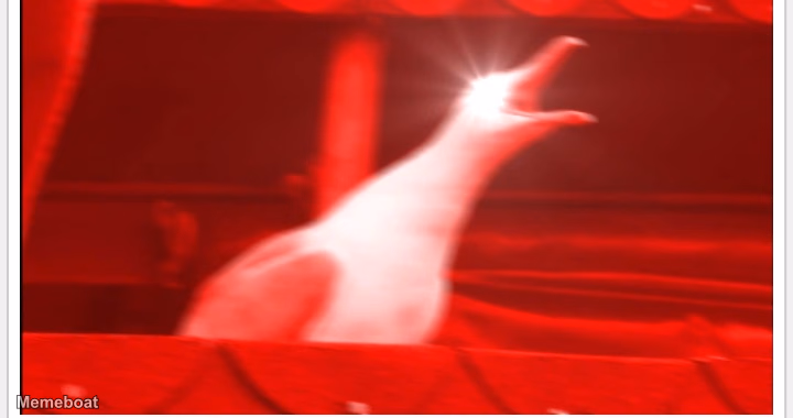 Screaming Bird - meme generator image preview