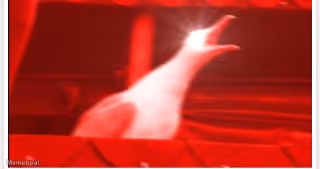 Screaming Bird