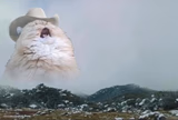 Screaming Cowboy Cat