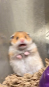 Screaming Hamster
