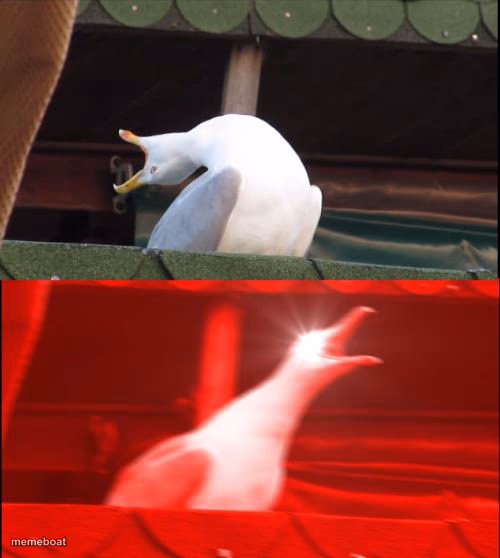 screaming seagull - meme generator image preview